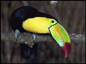 Tukan