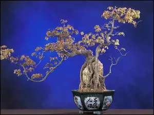 Bonsai, Doniczka, Drzewko