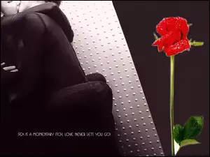 Zakochana, Róża, Para, Pocałunki