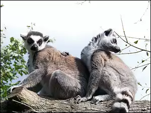 Lemur Katta