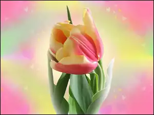 Tulipan, Dwukolorowy
