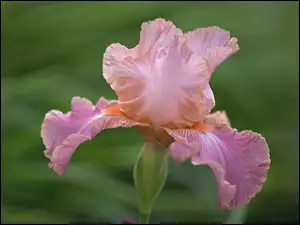 Liliowy, Irys