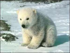 Młody, Miś