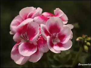 Pelargonia, Wiosna