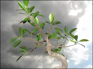 Drzewko, Bonsai