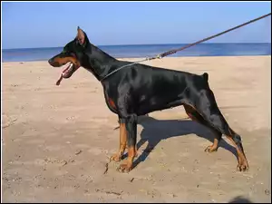 Doberman, Plaża