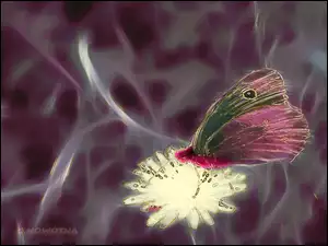 Kwiatku, Motyl, Na