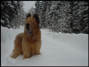 choinki, Owczarek francuski Briard, śnieg