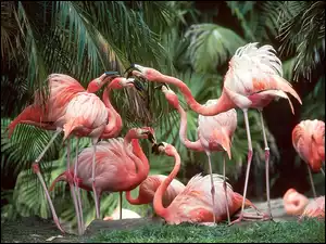 Flamingi, palmy