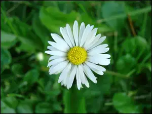 Stokrotka