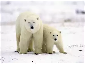 Niedźwiedzie, Młode, Polarne, Mama