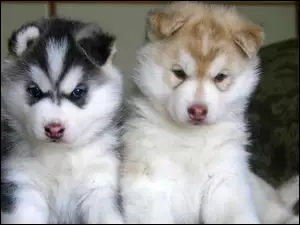 Siberian Husky, dwa, szczeniaki