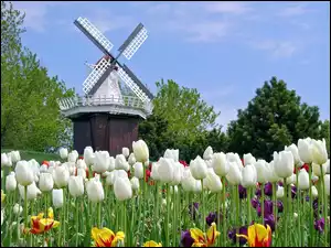 Wiatrak, Holenderskie, Tulipany