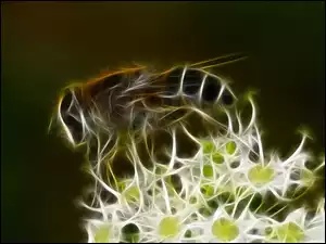 Grafika, Pszczoła, Kwiatki