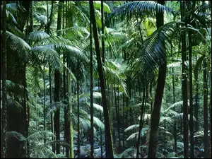 Australia, Las, Tropikalny