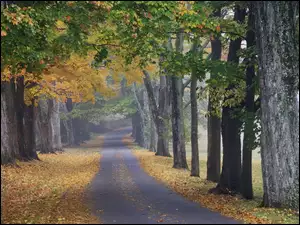 Dróżka, Liście, Drzewa, Opadnięte