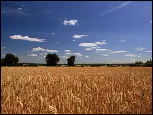 Drzewka, Pole, Zbóż, Łany, Pojedyncze