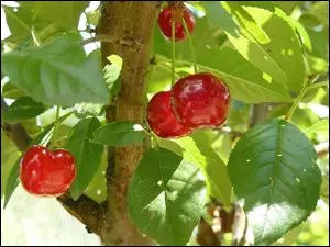 Drzewo, Czerwone, Wiśnie