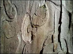 Kora, Świerk