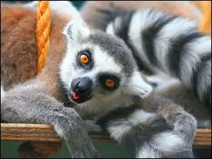 Lemur, Huśtawka