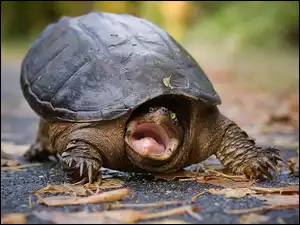 Żółw, Język