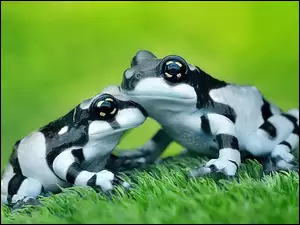 Dwie, Żaby, Czarno, Białe