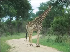 Drzewa, Żyrafa, Ścieżka