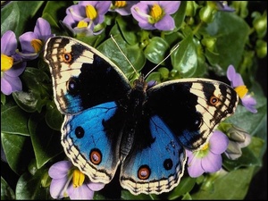 Kolorowy, Kwiatki, Motyl, Fioletowe