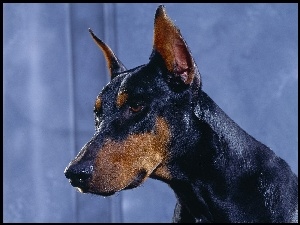 Doberman, Pysk