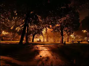 Park, Światła, Aleja, Noc