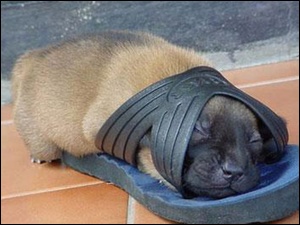 Bullmastiff, Pies, Klapek