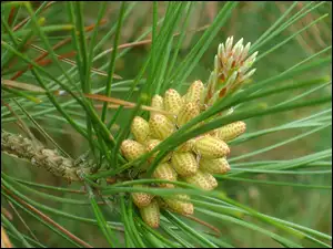 Iglak, Igły