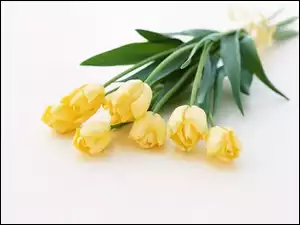 Bukiet, Wstążeczka, Żółtych, Tulipanów