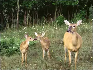 Młode, Las, Sarenki, Polana