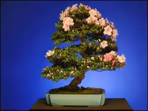 Drzewko bonsai