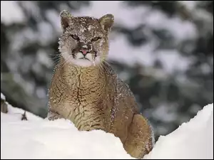 Puma, Śnieg