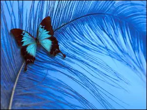 Kolorowy, Pióro, Motyl, Niebieskie