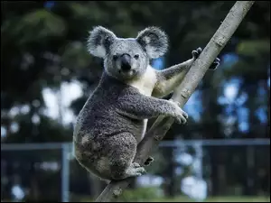Szary, Gałąź, Misiek, Koala