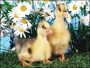 Dwie, Trawka, Kaczuszki, Kwiatki