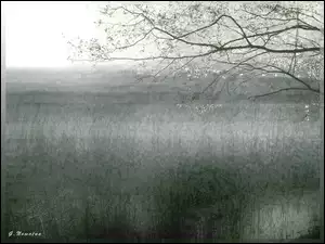Drzewo, Jezioro, Trawy