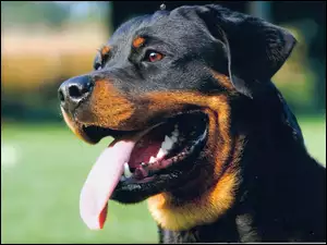 Pysk, Rottweiler