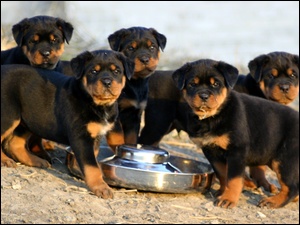 Rottweiler, Szczeniaki