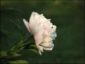 Piwonia