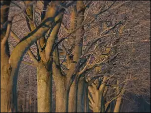 Drzewa, Jesień, Las