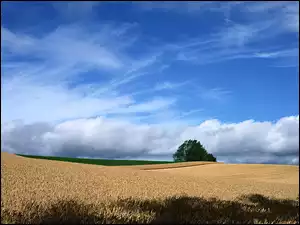Zboża, Pole, Łany