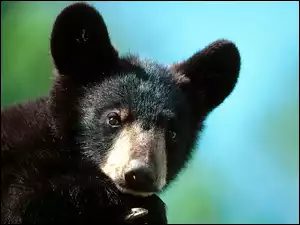 Niedźwiedź