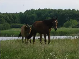 Jeziorko, Konie, Łąka
