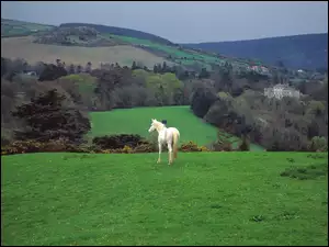 Trawa, Konik, Łąka, Góry, Zielona, Biały