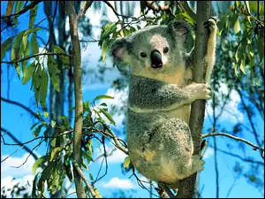 Gałęzie, Miś, Koala