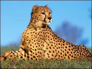 Cętki, Gepard, Ciemne